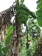 Bananier dans une plantation à Bana.