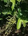 Inflorescence de Banara guianensis