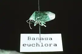 Banasa euchlora