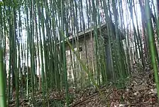 Bambou (Bambuseae)