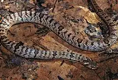 Description de l'image Banded Kukri Snake (Oligodon fasciolatus) (7783162238).jpg.