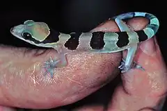 Description de l'image Banded Leaf-toed Gecko (Hemidactylus fasciatus) (7656819014).jpg.