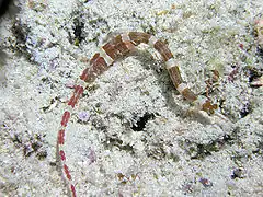 Description de l'image Banded Pipefish.jpg.