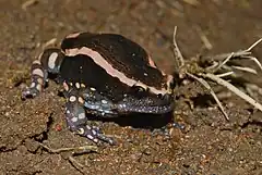 Description de l'image Banded Rubber Frog (Phrynomantis bifasciatus) (7006396375).jpg.