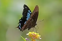 Papilio oribazus, ailes refermées.