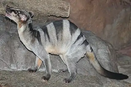 Civette palmiste à bandes (Hemigalus derbyanus)