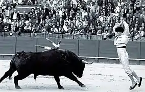 Deuxième tercio : banderillero posant les banderilles.