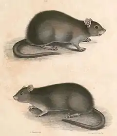 Description de l'image Bandicota bengalensis Hardwicke.jpg.