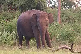 Elephant à Bandipur.