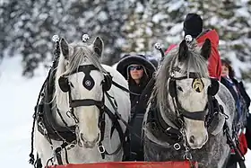 Image illustrative de l’article Cheval au Canada