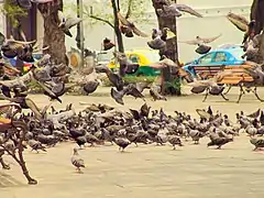 Pigeons de ville à Bangkok en zone à risque de grippe aviaire depuis 2003.