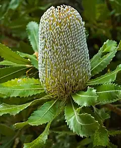 Description de l'image Banksia Serrata, Proteaceae, Australian Flora.jpg.