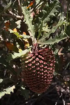Description de l'image Banksia aculeata.JPG.