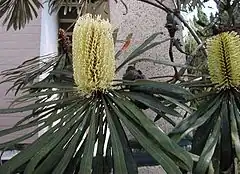Description de l'image Banksia aquilonia1.jpg.