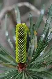 une inflorescence, étroite et cylindrique, avec plusieurs bourgeons floraux sur sa longueur.