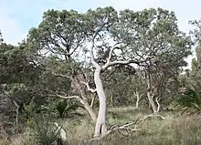 Un grand arbre avec un tronc gris clair ondulé dans un paysage de broussailles sèches.