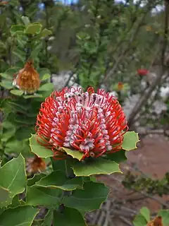 Description de l'image Banksia_coccinea_-_Little_Grove.jpg.