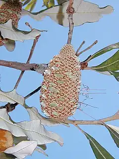 Description de l'image Banksia dentata follicle.jpg.