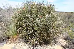 Description de l'image Banksia elderiana Yellowdyne orig.JPG.