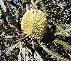 Description de l'image Banksia elegans chris cropped.jpg.