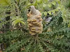 Banksia grandis, développant ses follicules.