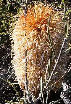 Description de l'image Banksia grossa 3 nofbadgingarra email.jpg.