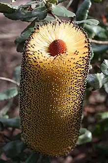 Banksia media, Australie occidentale.