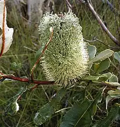 Description de l'image Banksia oblongifolia2 Georges River NP email.jpg.