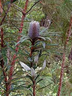 Description de l'image Banksia plagiocarpa HI.jpg.
