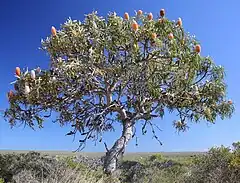 Description de l'image Banksia prionotes bonsai like.jpg.