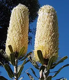 Description de l'image Banksia sceptrum chris email.jpg.