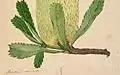 Banksia serrata (Detail), vers 1803-1808