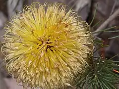 Description de l'image Banksia sphaerocarpa var. sphaerocarpa - Fox Banksia-4.JPG.