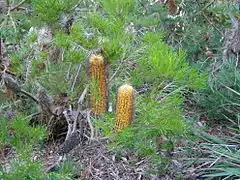 B. spinulosa spinulosa, jardins botaniques nationaux australiens (Canberra).