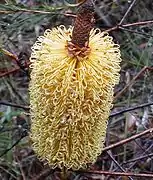 Banksia spinulosa (styles jaunes), parc national Georges River (près de Sydney).