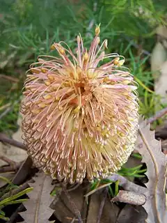 Description de l'image Banksia telmatiaea 02 gnangarra.jpg.