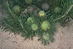 Banksia tridentata, originellement décrite par C. Meissner sous le nom de Dryandra tridentata.