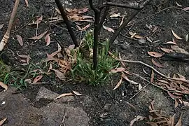Recépage d'un lignotuber de B. spinulosa après un incendie.