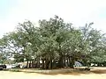 Banyan (Mysore).