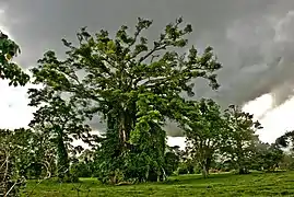Certains arbres comme les banyans atteignent des tailles titanesques.