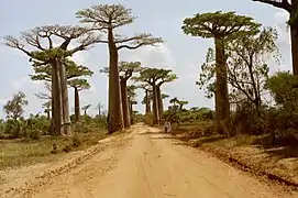 Allée de baobabs de Grandidier (Adansonia grandidieri) près de Morondava.