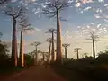 Baobabs