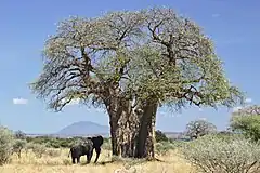 Les arbres aux troncs les plus gros sont des baobabs d'Afrique (Adansonia digitata) Leur tronc peut atteindre jusqu'à 7 m de diamètre.