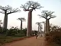 Allée de Baobabs