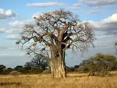Baobab africain (Adansonia digitata).