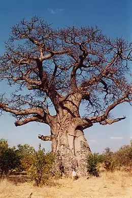 Baobab africain (Adansonia digitata).