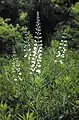 Baptisia lactea