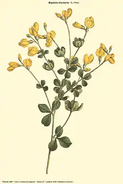 Baptisia tinctoria