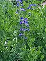 Baptisia australis