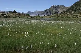 La linaigrette pousse dans les parties peu profondes du lac.